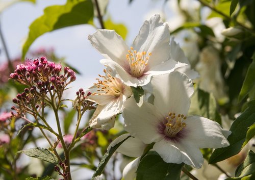 flowers  white flowers  bush