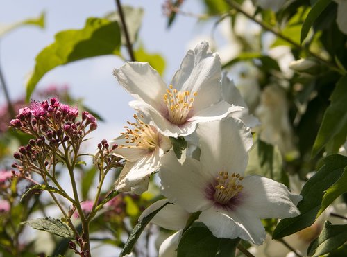 flowers  white flowers  bush