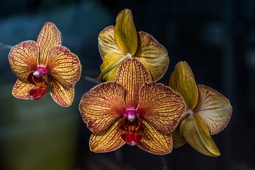 flowers  orchids  plant