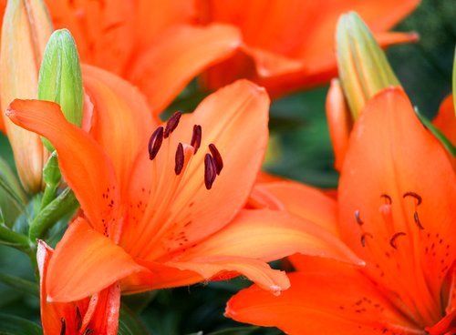 flowers  orange  nectar