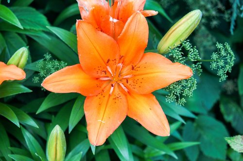 flowers  orange  nectar