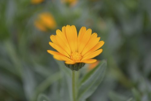 flowers  yellow  one flower