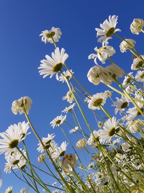 flowers  landscape  nature