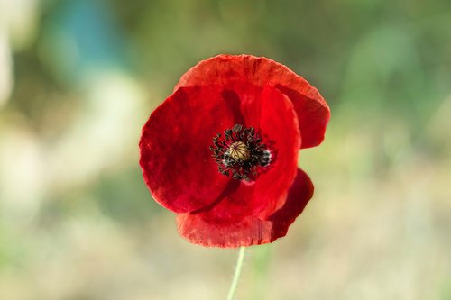 flowers  poppy  nature