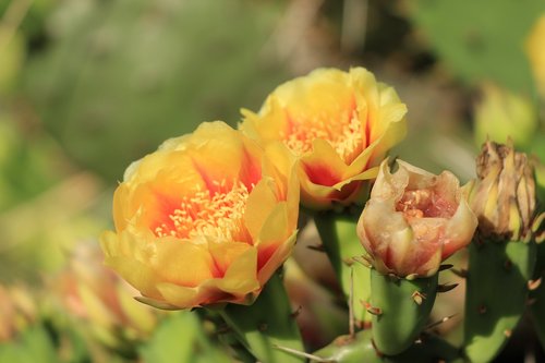flowers  cactus  plant