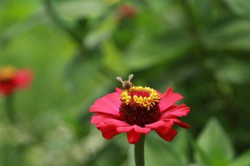 flowers  red  bee