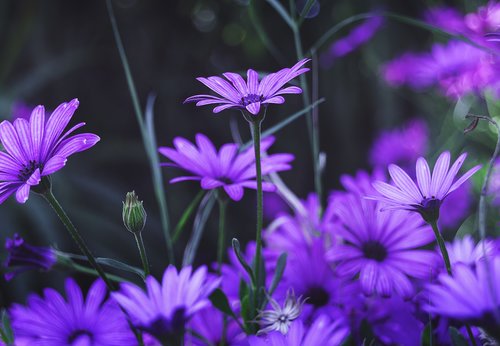 flowers  purple flower  purple daisy