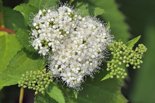 flowers  plant  bush