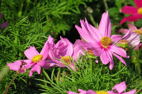 flowers  pink flowers  close up