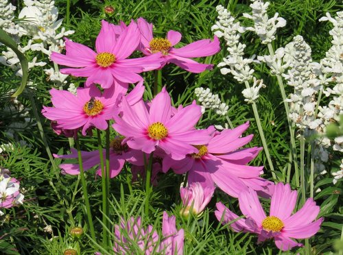 flowers  pink flowers  close up