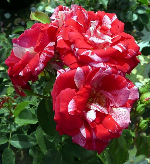 flowers  rose flower  red