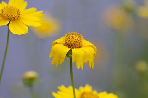 flowers  nature  plants