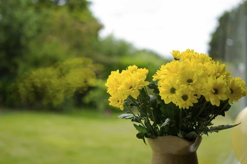 flowers  yellow  yellow flowers
