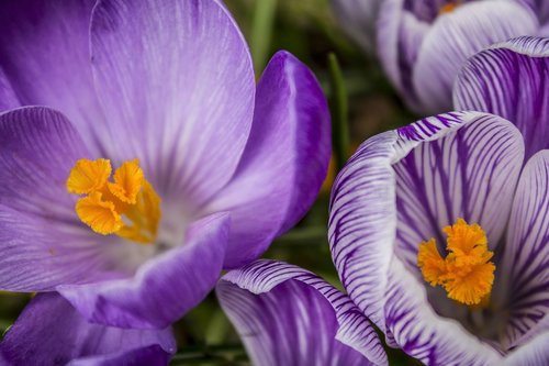 flowers  crocus  purple