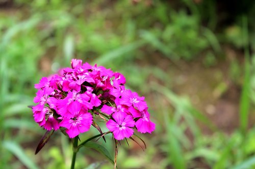 flowers  purple  garden