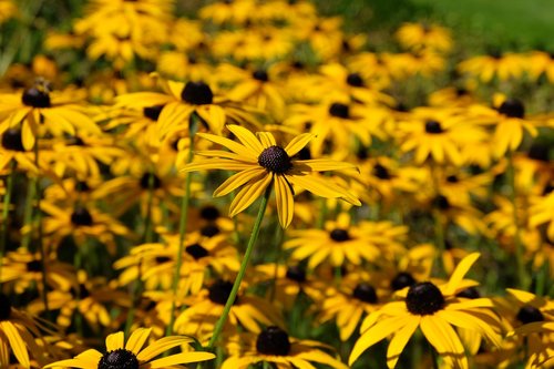 flowers  summer  summer flowers