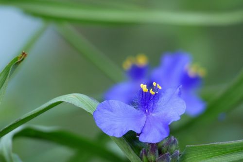 flowers in the early summer japan