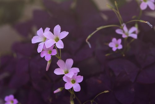 flowers  flower  pink