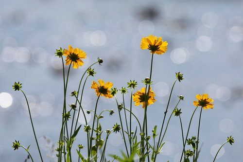 flowers  nature  yellow flower