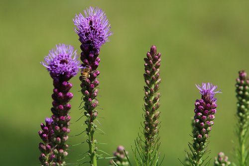 flowers  purple  nature