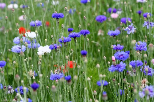 flowers  botany  flora