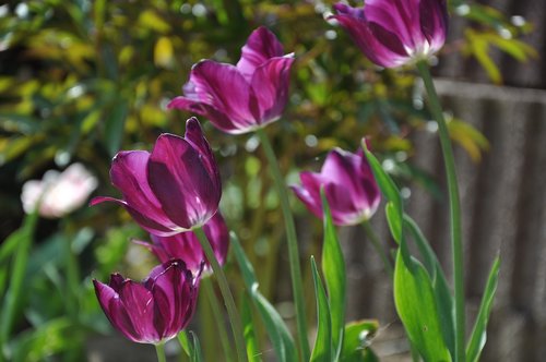 flowers  tulips  purple