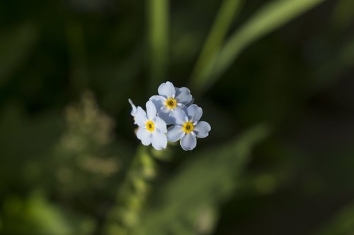 flowers  small  blue