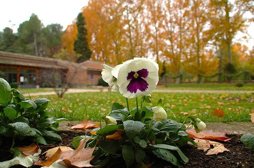 flowers  garden  flower