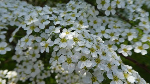 flowers  white  bush