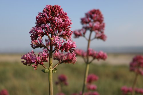 flowers  sea  nature