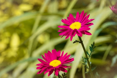 flowers  pink  red