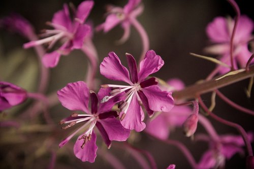 flowers  pink  spring flower