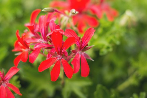 flowers  flower  red