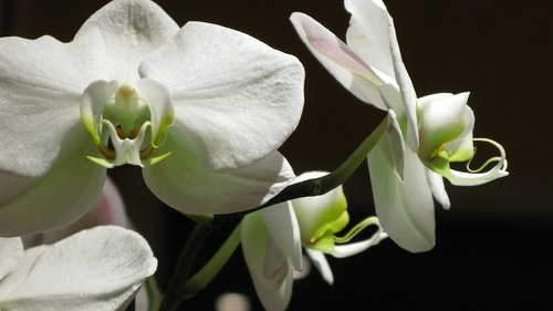 flowers  orchid  petals