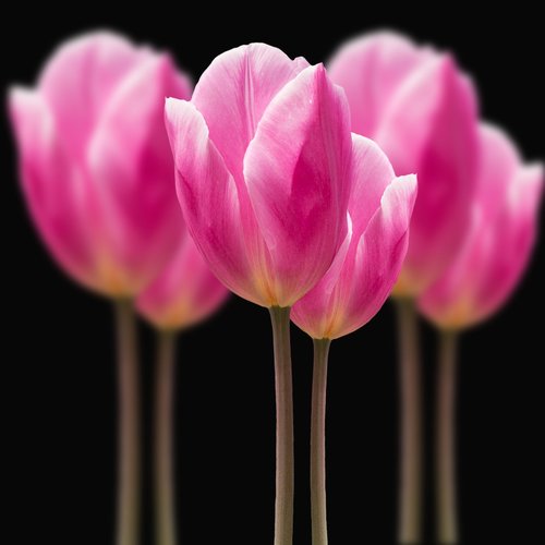 flowers  tulips  pink