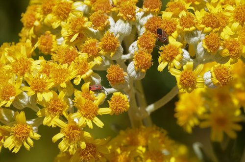 flowers  yellow  bugs