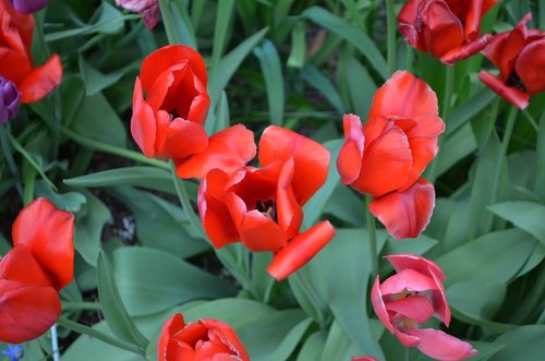 flowers  red  garden