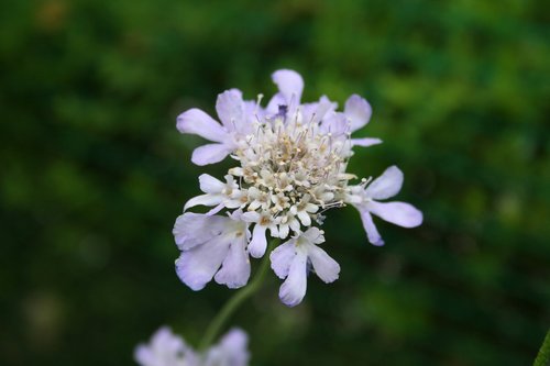 flowers  plants  nature