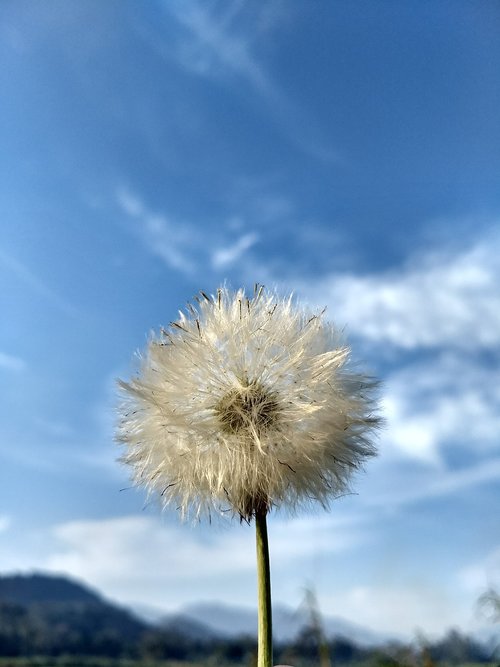 flowers  flower  nature