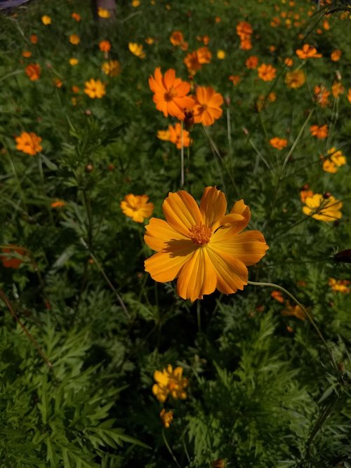 flowers  flower  nature