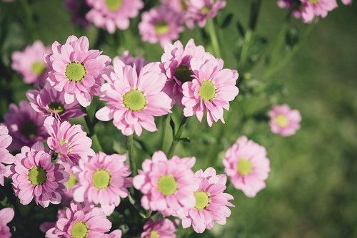 flowers  pink  pink flowers