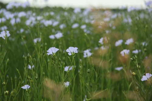 flowers  plants  meadow