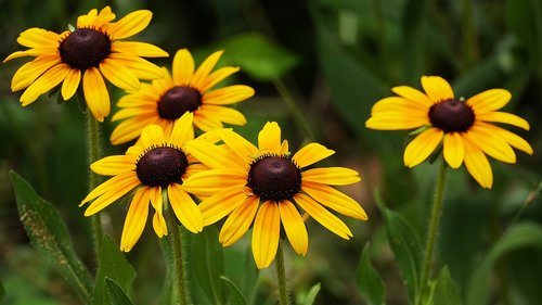 flowers  yellow  korea