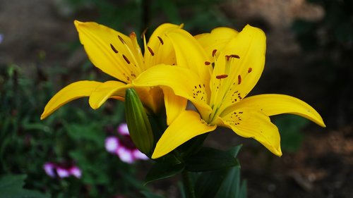 flowers  yellow  plants