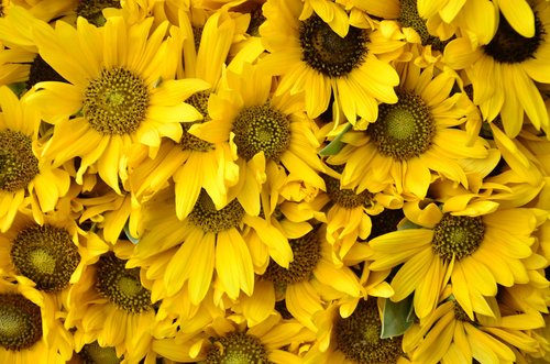 flowers  sunflower  yellow