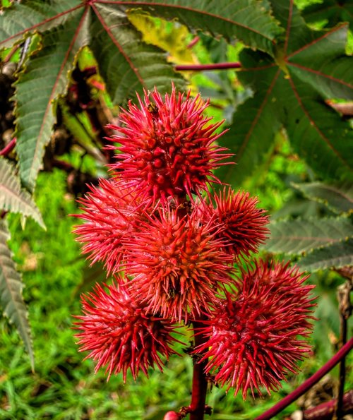 flowers  garden  red