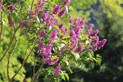 flowers plant flower