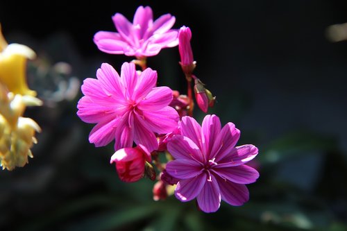 flowers  summer flowers  succulent