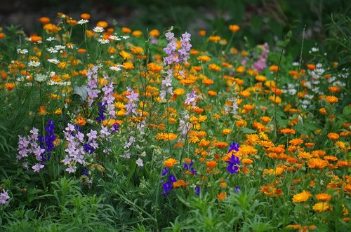 flowers  margarétky  marigolds