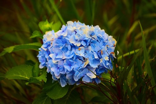 flowers  blue  nature